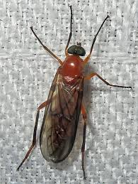 Attēlu rezultāti vaicājumam “Xylophagidae”