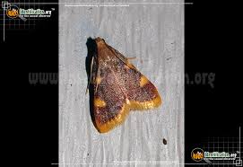 Attēlu rezultāti vaicājumam “Hypsopygia costalis”