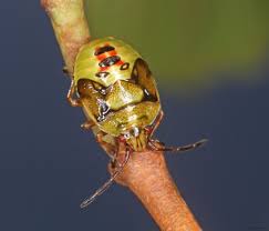Attēlu rezultāti vaicājumam “Elasmostethus interstinctus nymph”