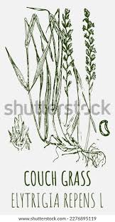 Attēlu rezultāti vaicājumam “Elytrigia repens flower”