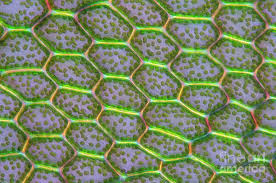 Attēlu rezultāti vaicājumam “Cinclidium stygium macro”