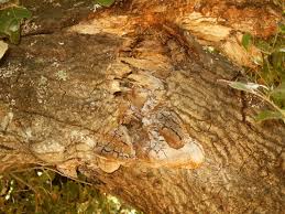 Attēlu rezultāti vaicājumam “Phellinus robustus”