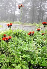 Attēlu rezultāti vaicājumam “Pilosella aurantiaca”