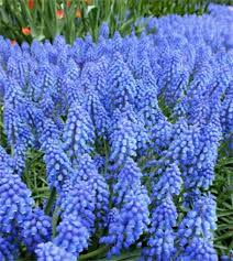 Attēlu rezultāti vaicājumam “Muscari armeniacum flower”