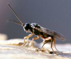 Attēlu rezultāti vaicājumam “Pissodes piniphilus”