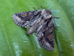 Attēlu rezultāti vaicājumam “Allophyes oxyacanthae”