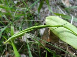 Attēlu rezultāti vaicājumam “Ophioglossum vulgatum”