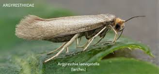 Attēlu rezultāti vaicājumam “Argyresthiidae”