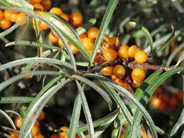 Attēlu rezultāti vaicājumam “Hippophae rhamnoides leaf”