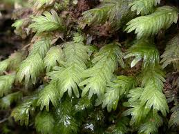 Attēlu rezultāti vaicājumam “Fissidens osmundoides”