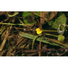 Attēlu rezultāti vaicājumam “Utricularia x neglecta”