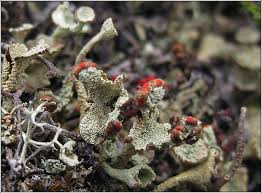 Attēlu rezultāti vaicājumam “Cladonia coccifera”