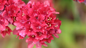 Attēlu rezultāti vaicājumam “Armeria vulgaris bud”