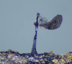 Attēlu rezultāti vaicājumam “Lamproderma elasticum”