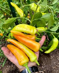 Afbeeldingsresultaat voor Szegedi 80 hot pepper