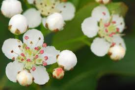 Attēlu rezultāti vaicājumam “Aronia melanocarpa bud”