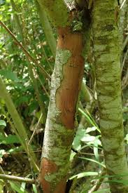 Attēlu rezultāti vaicājumam “Salix triandra fruit”