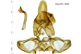Attēlu rezultāti vaicājumam “Dichelia histrionana”