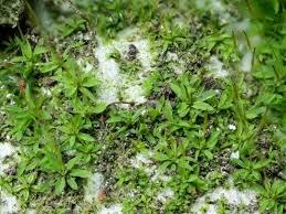 Attēlu rezultāti vaicājumam “Tortula subulata”