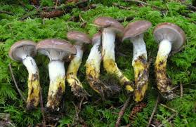 Attēlu rezultāti vaicājumam “Gomphidius glutinosus”