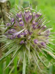Image result for Dipsacus silvestris