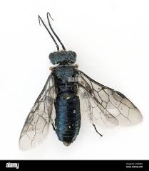 Attēlu rezultāti vaicājumam “Acantholyda erythrocephala”