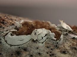 Attēlu rezultāti vaicājumam “Diachea subsessilis young”