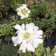 Image result for scabiosa caucasica