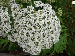 Attēlu rezultāti vaicājumam “Lycogala persicum”