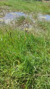 Attēlu rezultāti vaicājumam “Poa humilis”