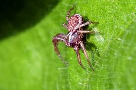 Attēlu rezultāti vaicājumam “Xysticus ulmi”