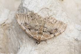 Attēlu rezultāti vaicājumam “Hydria cervinalis”