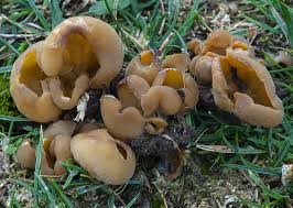 Attēlu rezultāti vaicājumam “Sowerbyella radiculata”