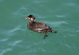 Image result for Melanitta perspicillata