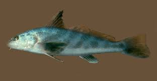 Image result for Menticirrhus littoralis