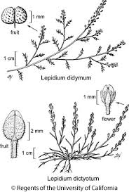 Attēlu rezultāti vaicājumam “Lepidium densiflorum fruit”