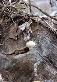 Attēlu rezultāti vaicājumam “Pholiota heteroclita”