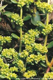 Attēlu rezultāti vaicājumam “Herniaria glabra flower”