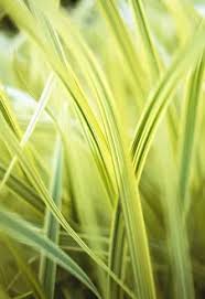 Attēlu rezultāti vaicājumam “Glyceria maxima leaf”