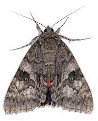 Attēlu rezultāti vaicājumam “Catocala nupta”