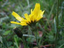 Attēlu rezultāti vaicājumam “Hieracium laevigatum”