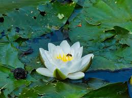 Attēlu rezultāti vaicājumam “Nuphar lutea flower”