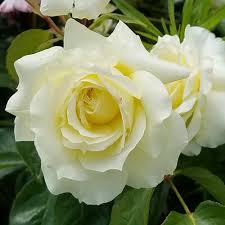 「花薔薇エルフ」の画像検索結果