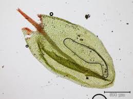 Attēlu rezultāti vaicājumam “Bryum neodamense”