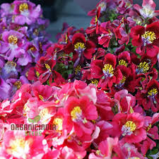 Image result for Schizanthus