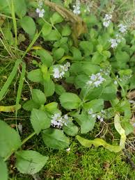 Attēlu rezultāti vaicājumam “Veronica officinalis leaf”