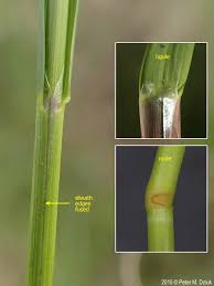 Attēlu rezultāti vaicājumam “Glyceria striata fruit”