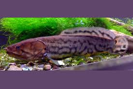 Image result for Amia calva