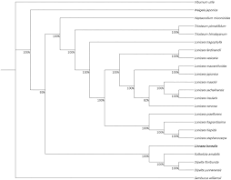 Attēlu rezultāti vaicājumam “Lonicera ferdinandii”
