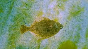 Image result for Platichthys flesus